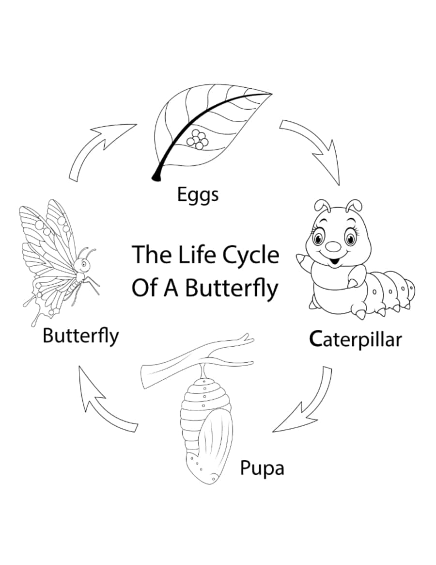 Butterfly Life Cycle Cartoon Kids Coloring Pages Pdf Free Vectors